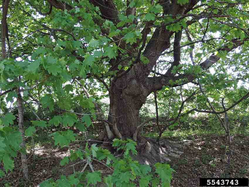 Norway maple tree trunk