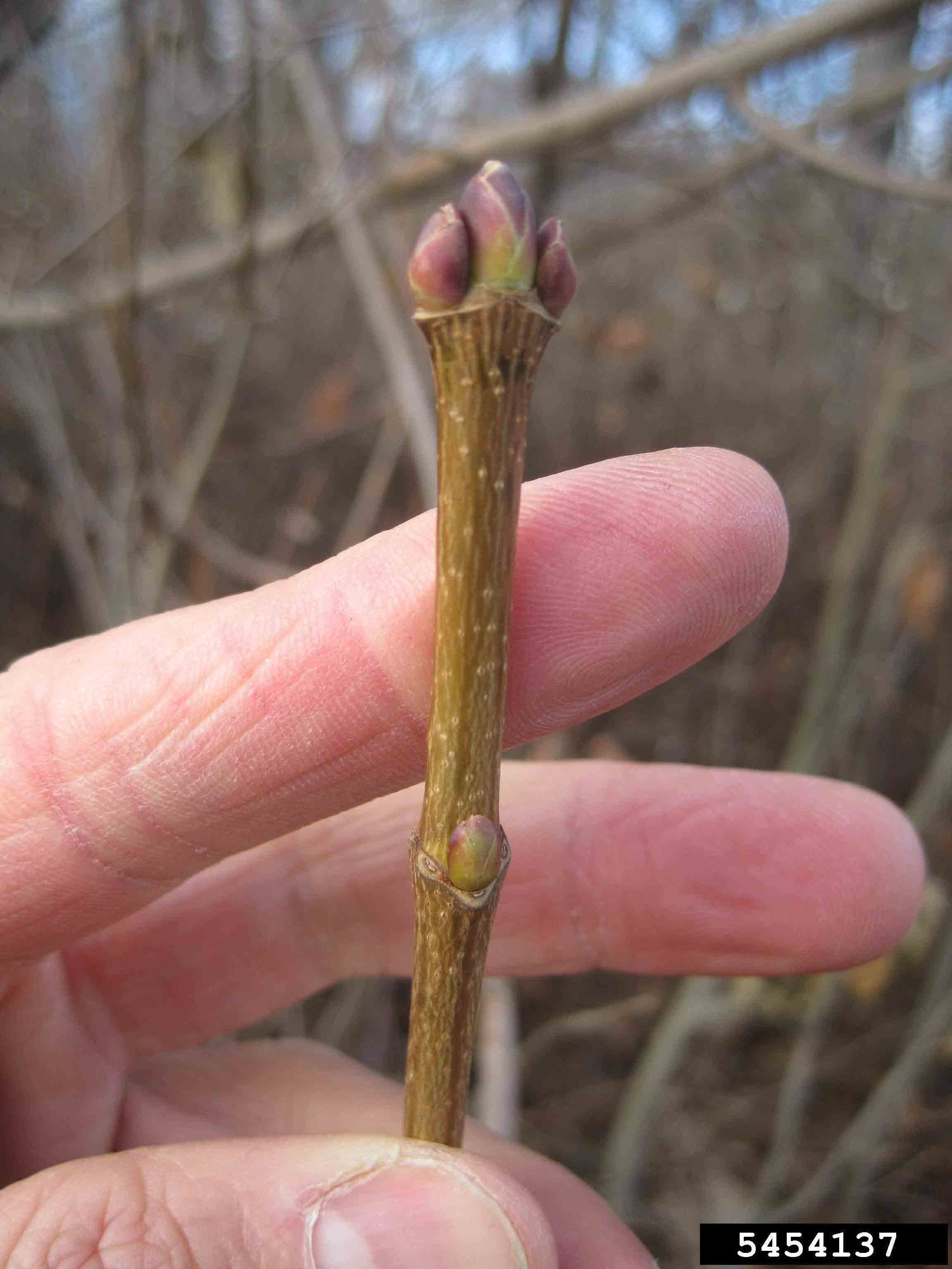 Norway maple twig with buds