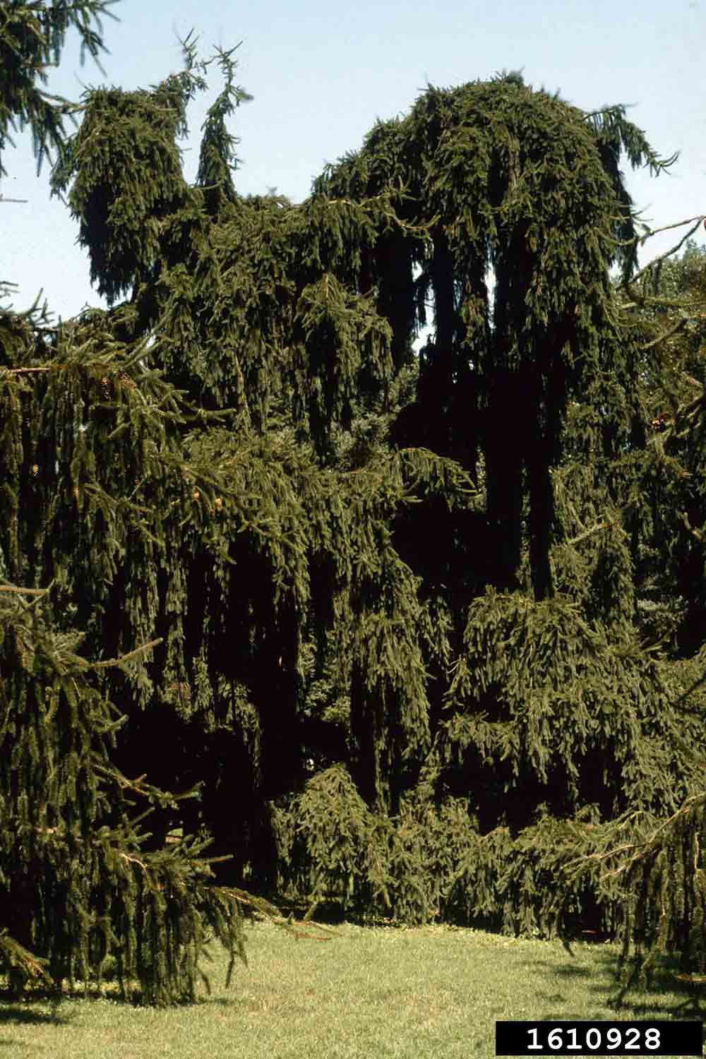 Norway spruce cultivar