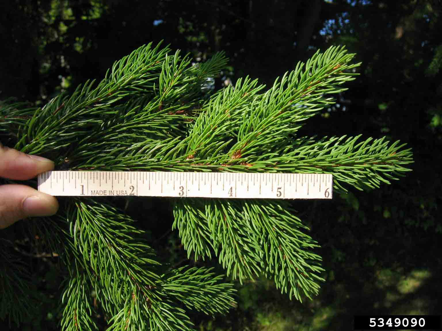 Norway spruce foliage