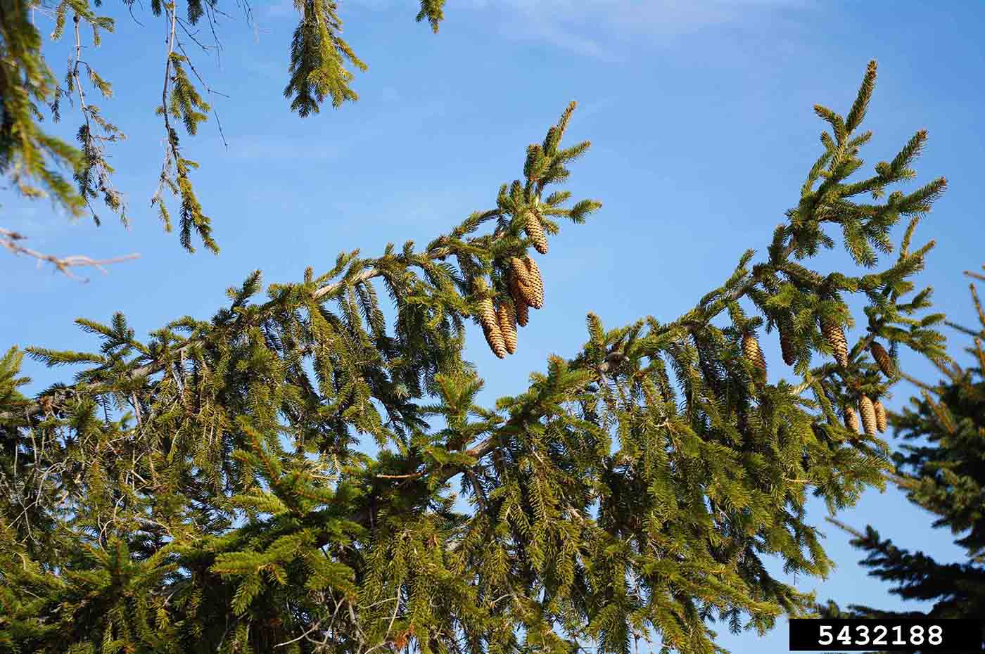 Norway spruce foliage and cones