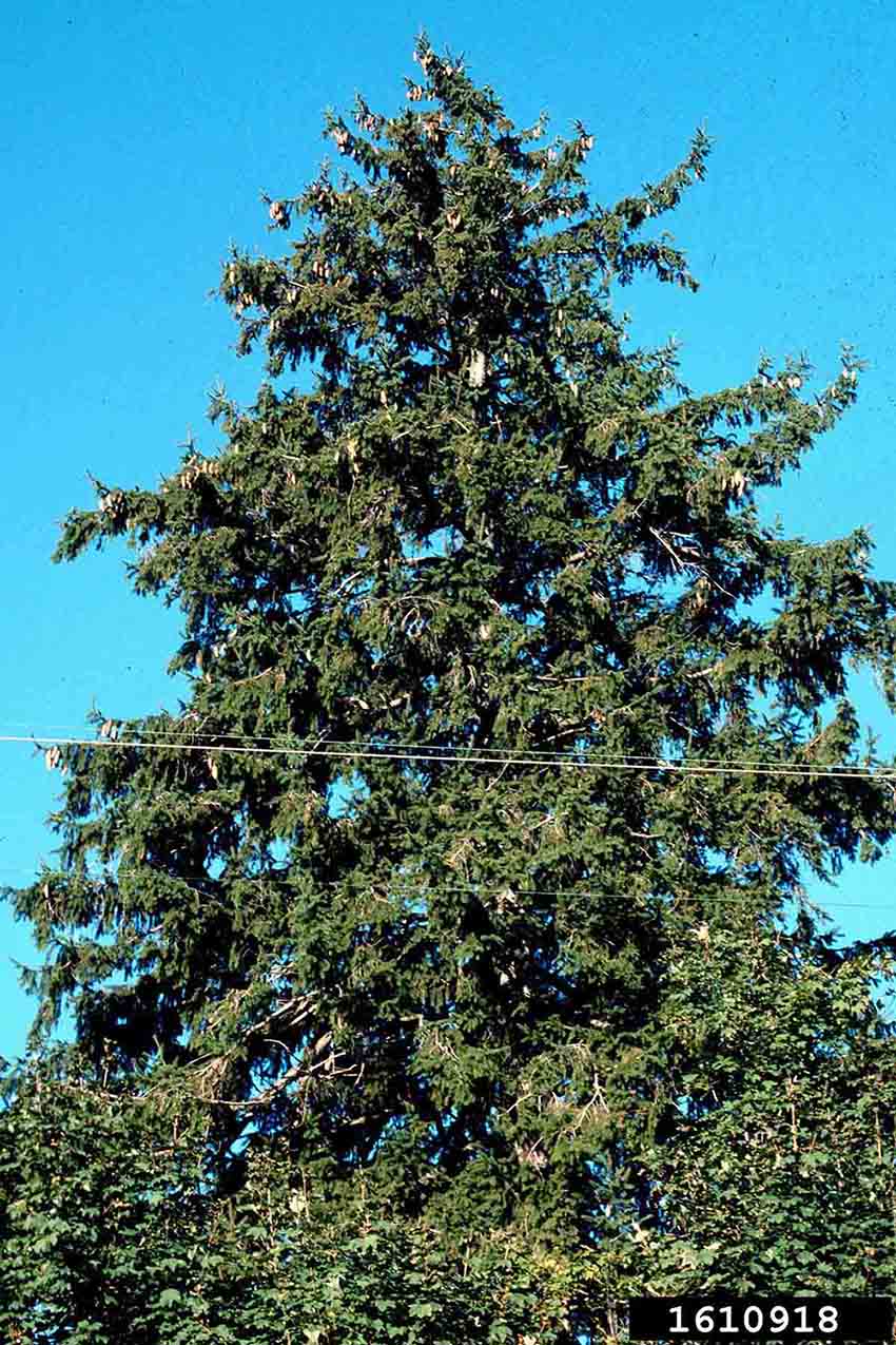 Norway spruce tree