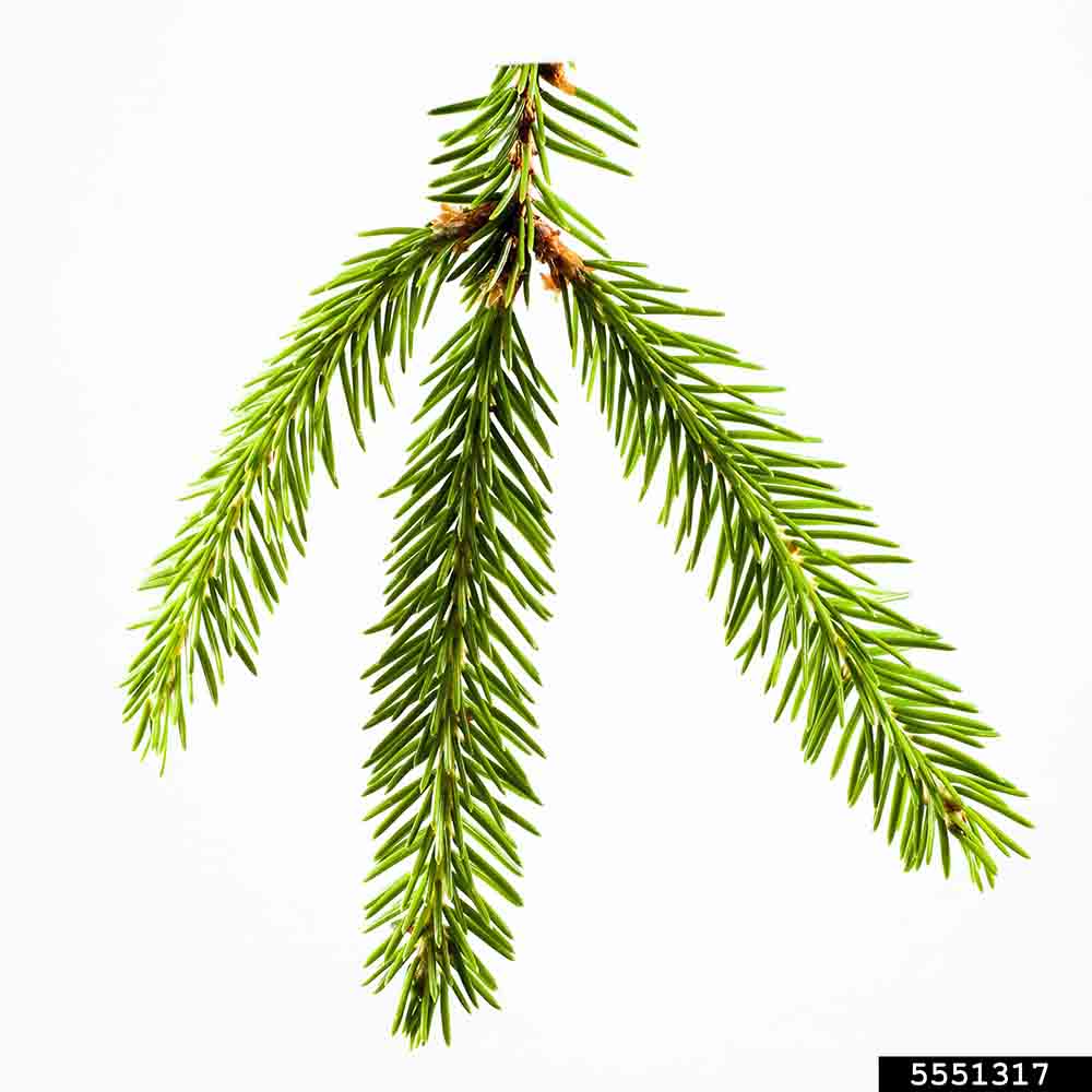 Norway spruce twig