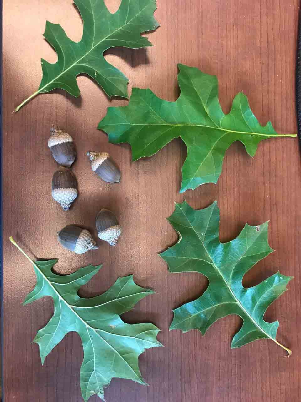Nuttall oak acorns with leaves