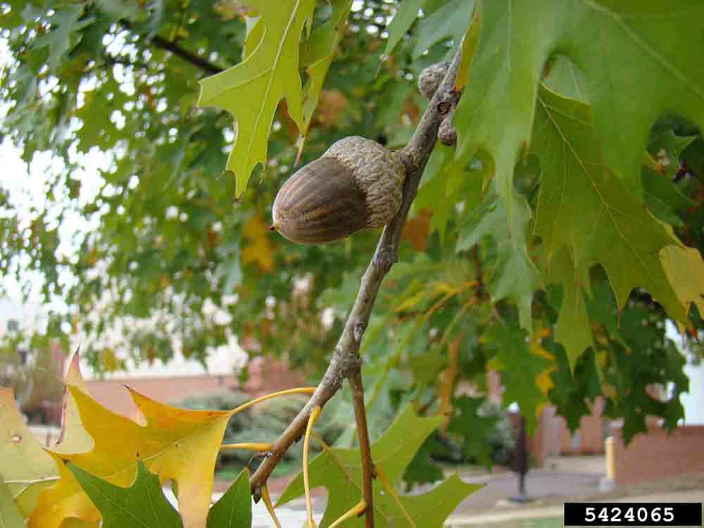 Nuttall oak foliage