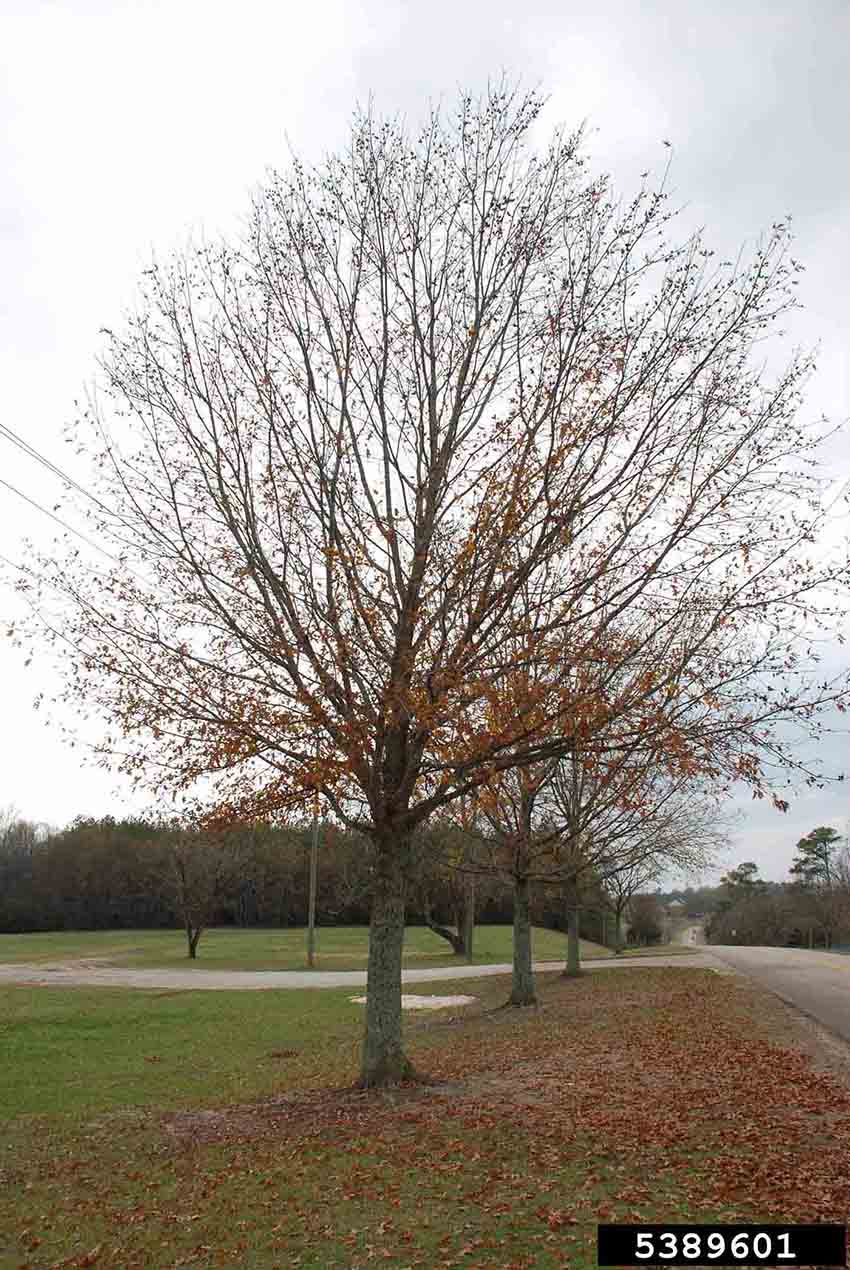Nuttall oak foliage