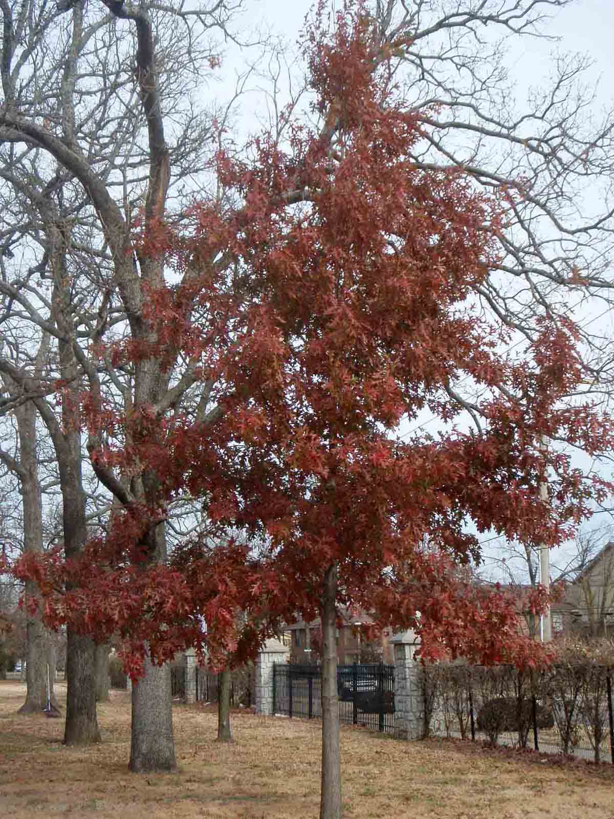Nuttall oak tree