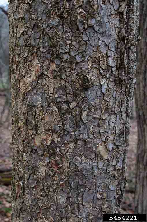 Ohio buckeye bark