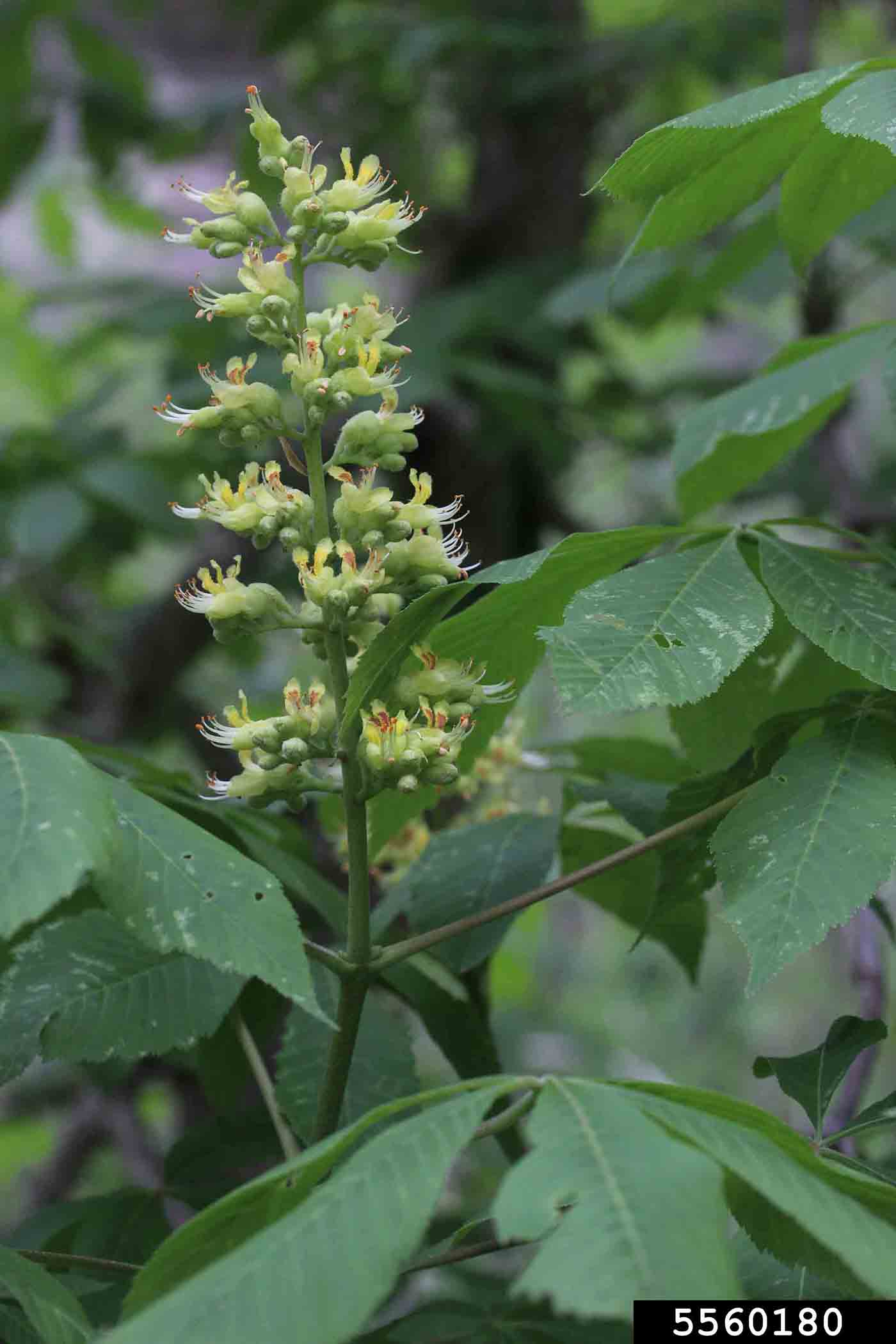 Ohio buckeye flower