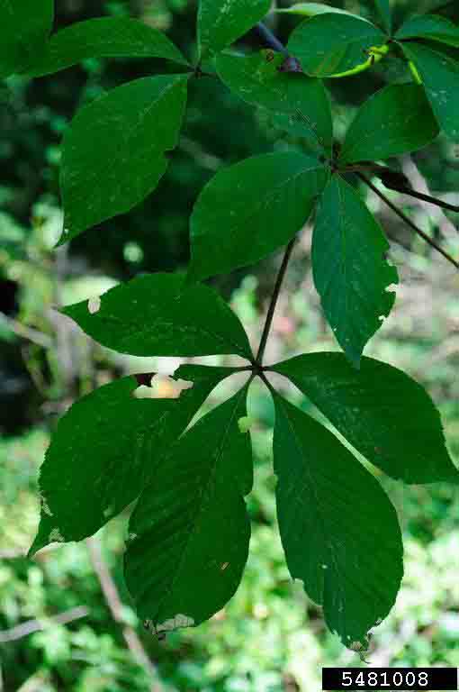 Ohio buckeye foliage
