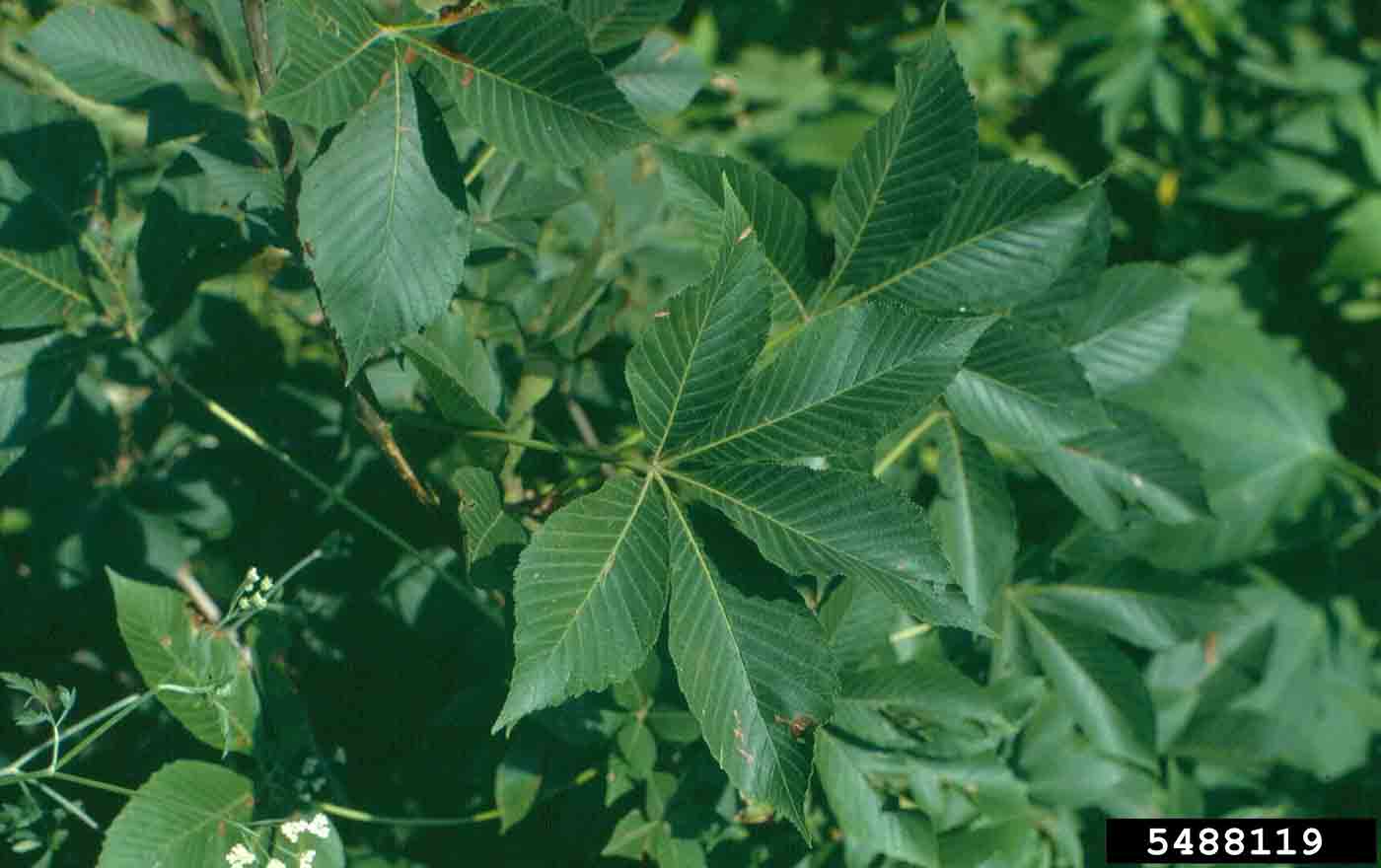 Ohio buckeye foliage