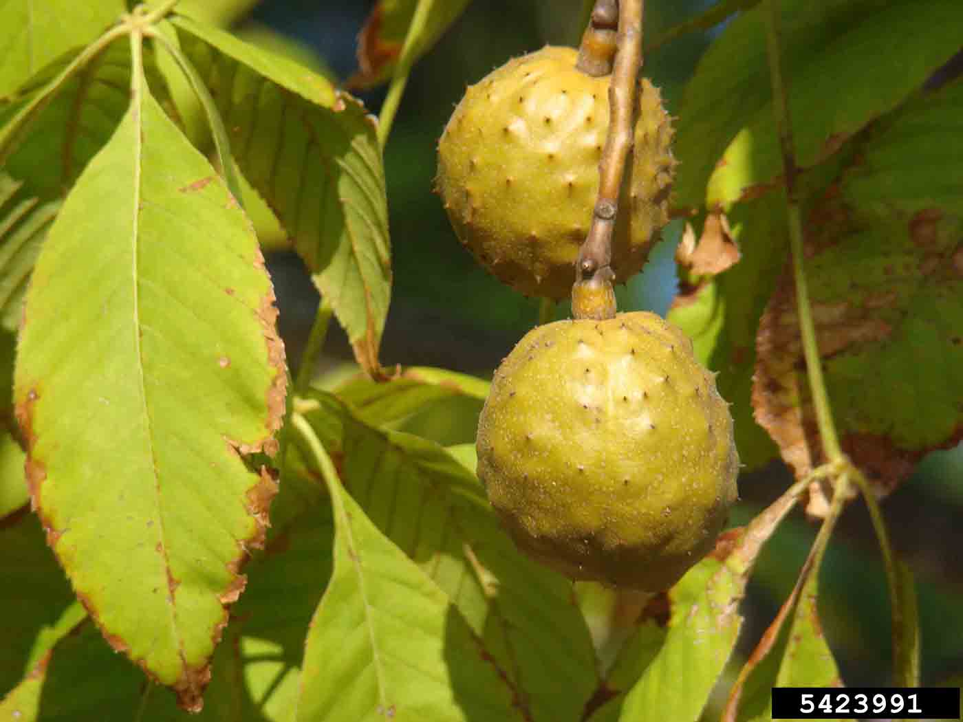Ohio buckeye fruit