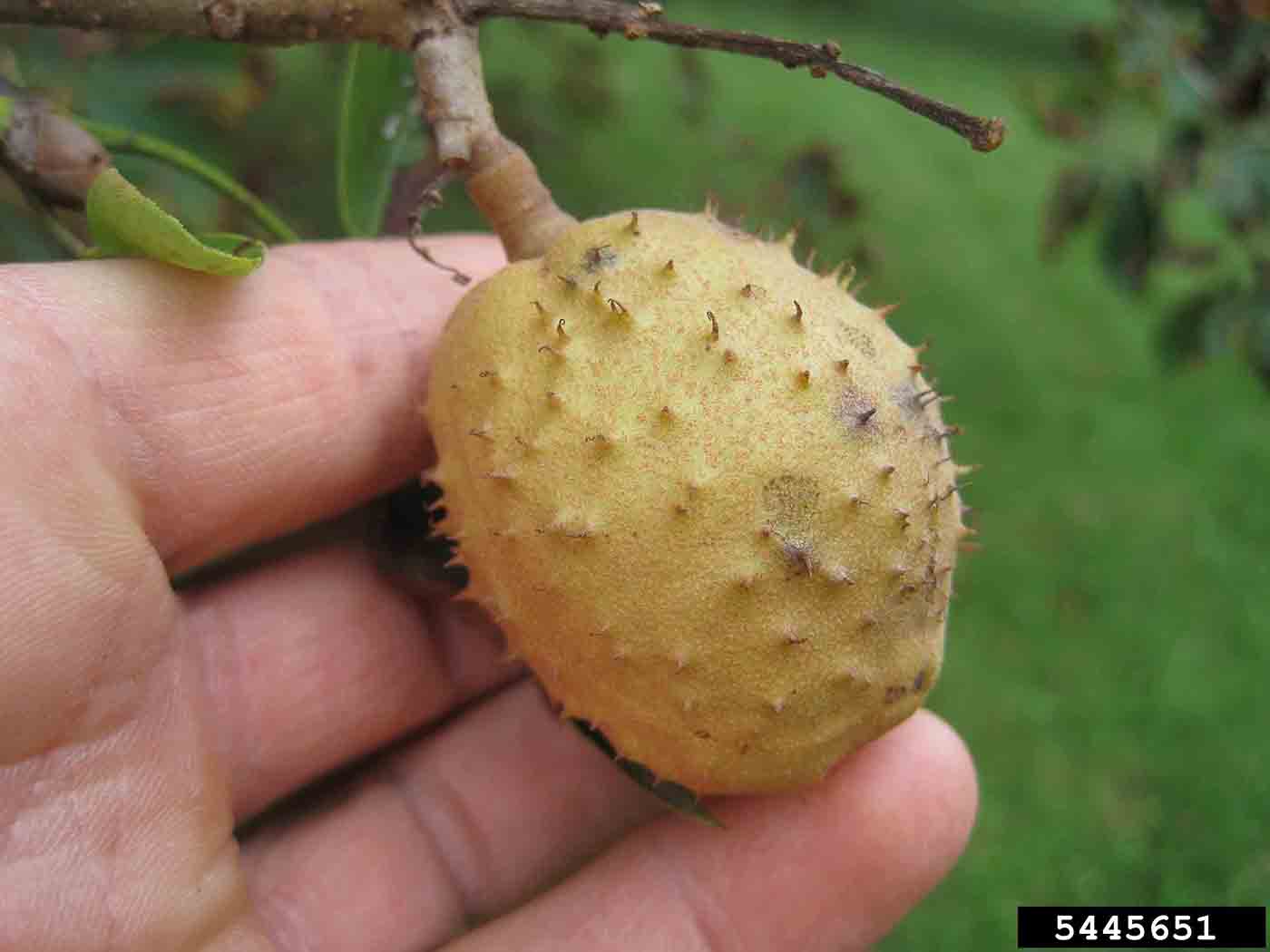 Ohio buckeye fruit