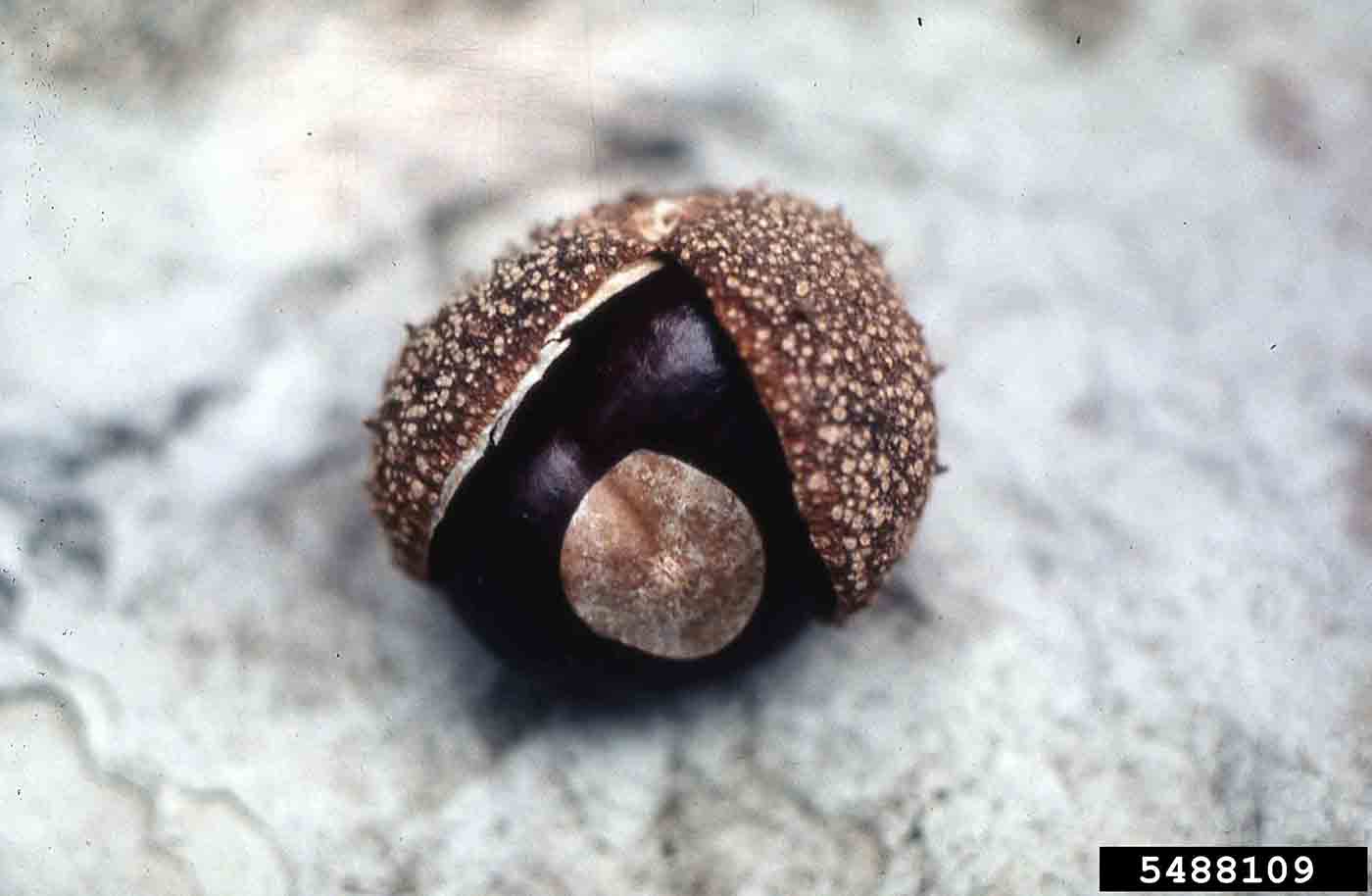 Ohio buckeye fruit