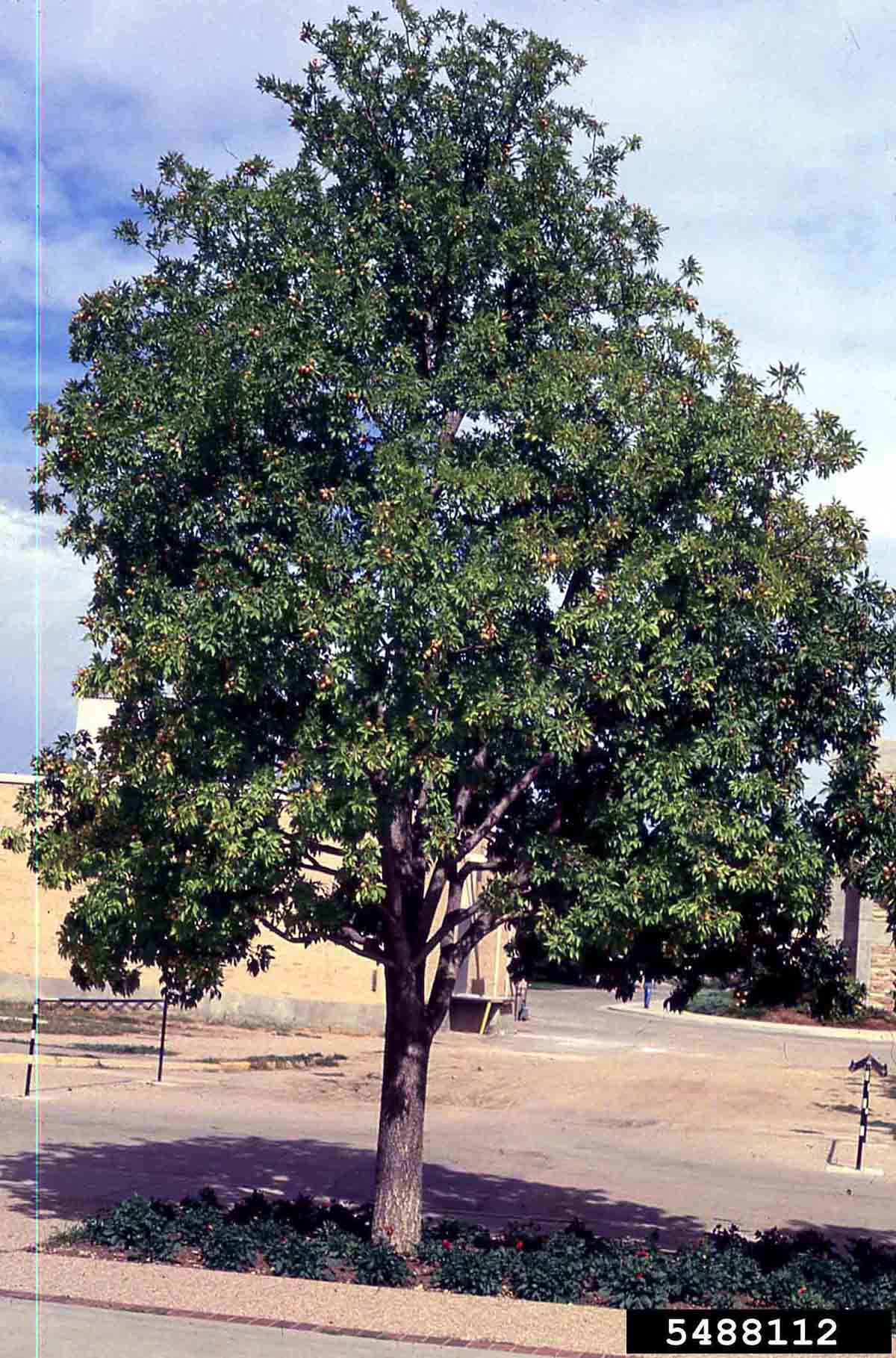Ohio buckeye tree