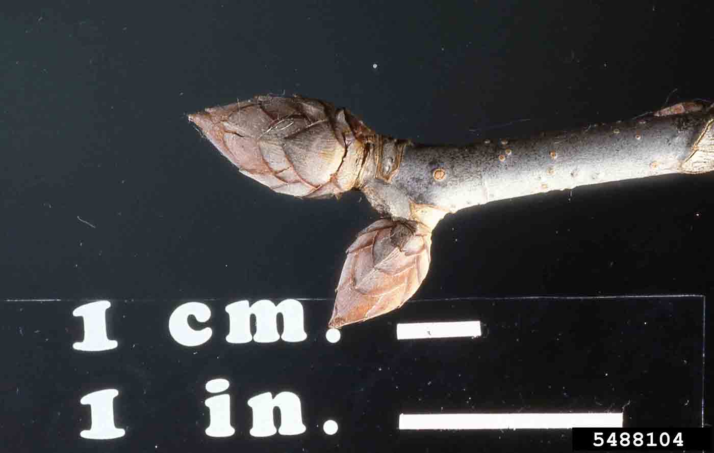 Ohio buckeye twig
