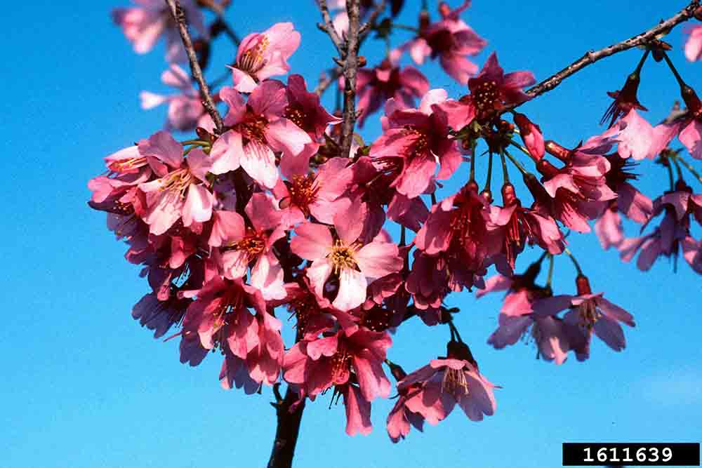 Okame cherry flowers