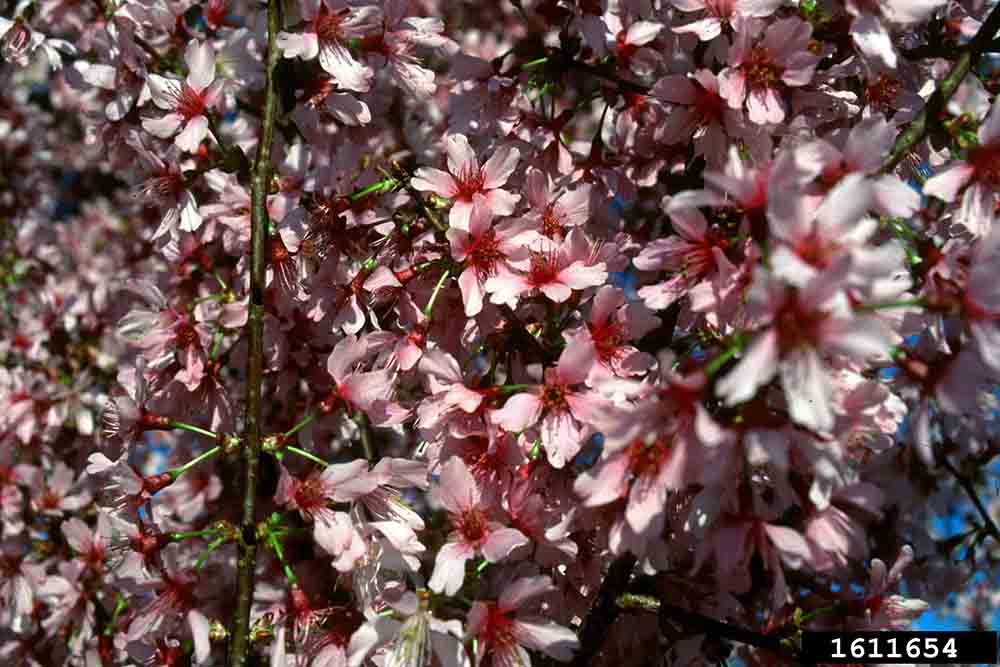 Okame cherry flowers