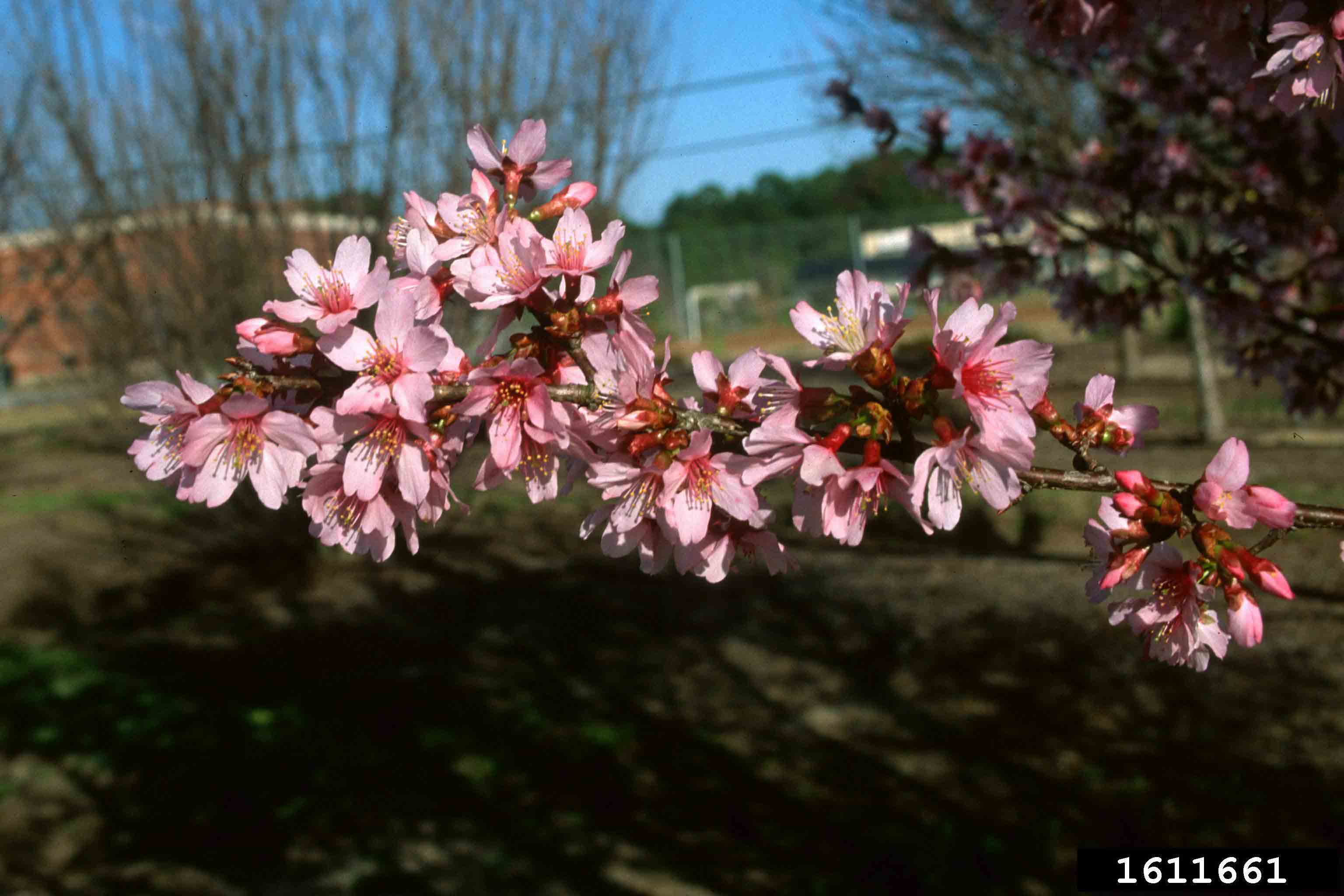Okame cherry flowers on branch