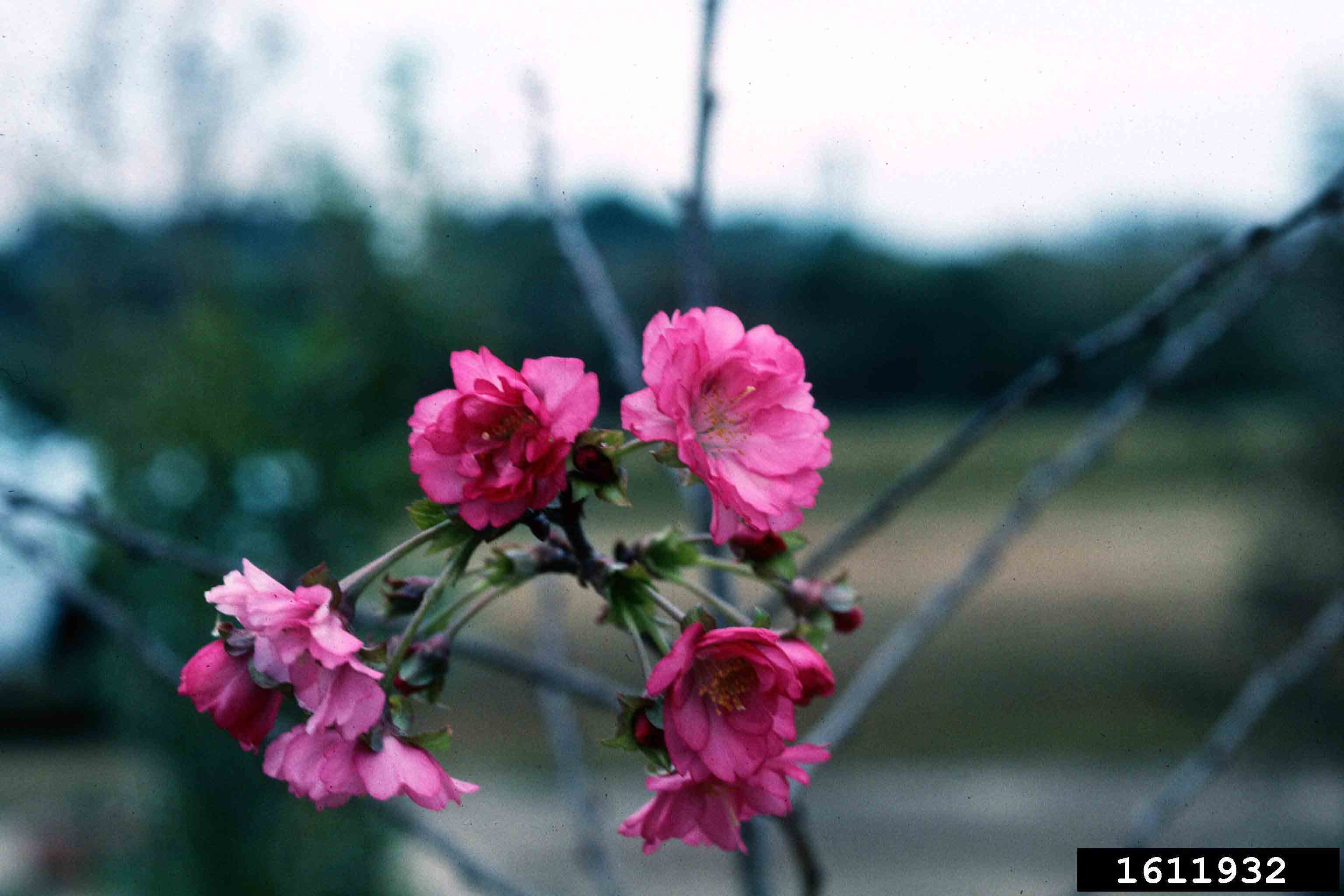Okame cherry flowers