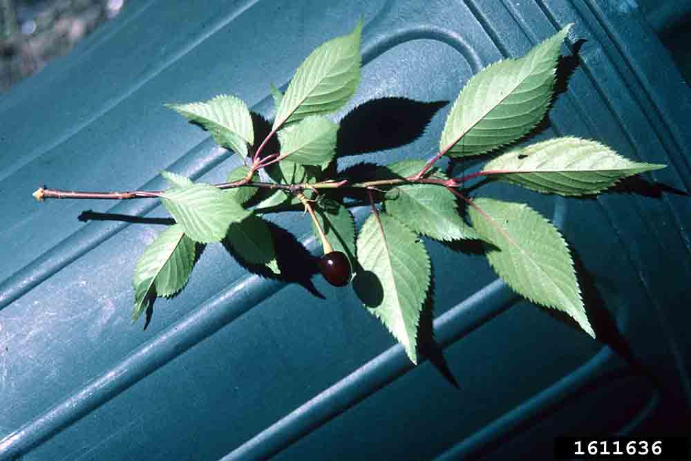 Okame cherry leaves, undersides, with a cherry