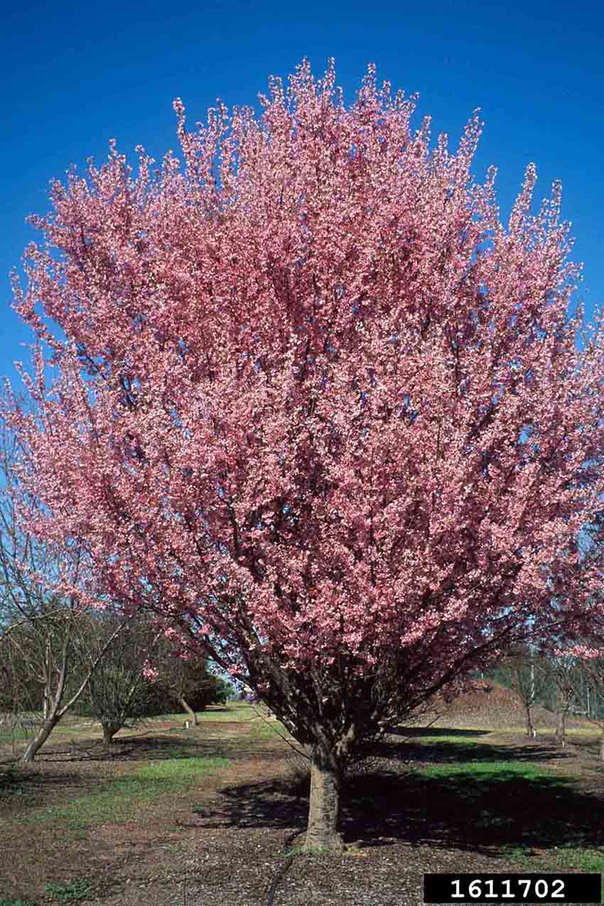 Okame cherry tree in bloom