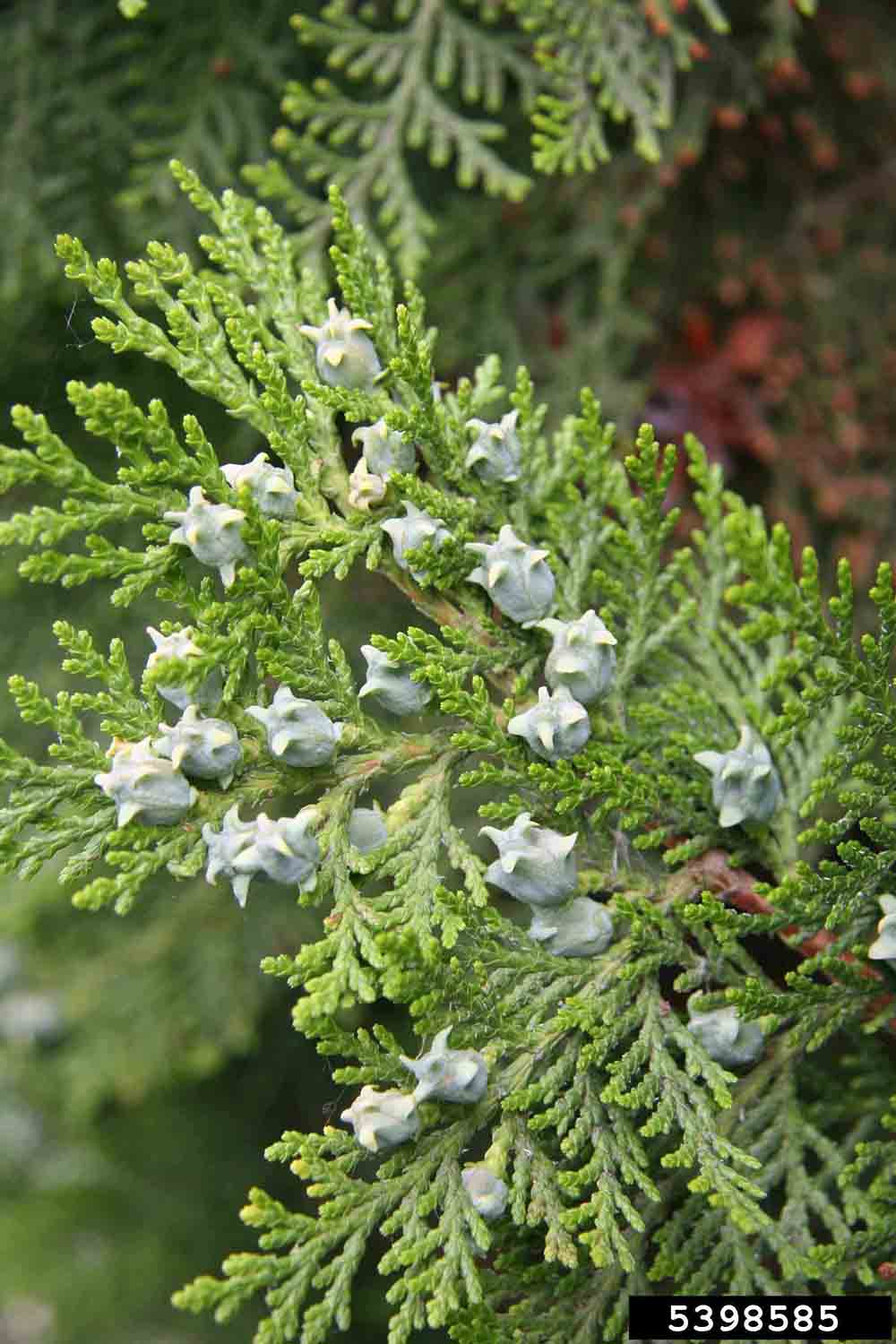 Oriental arborvitae cones with foliage