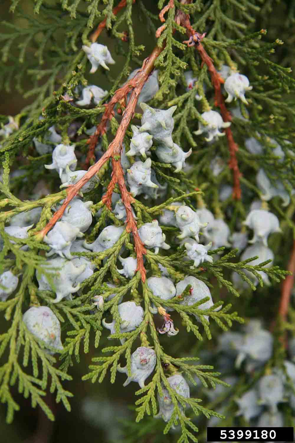 Oriental arborvitae cones and foliage, showing overlapping scales on foliage