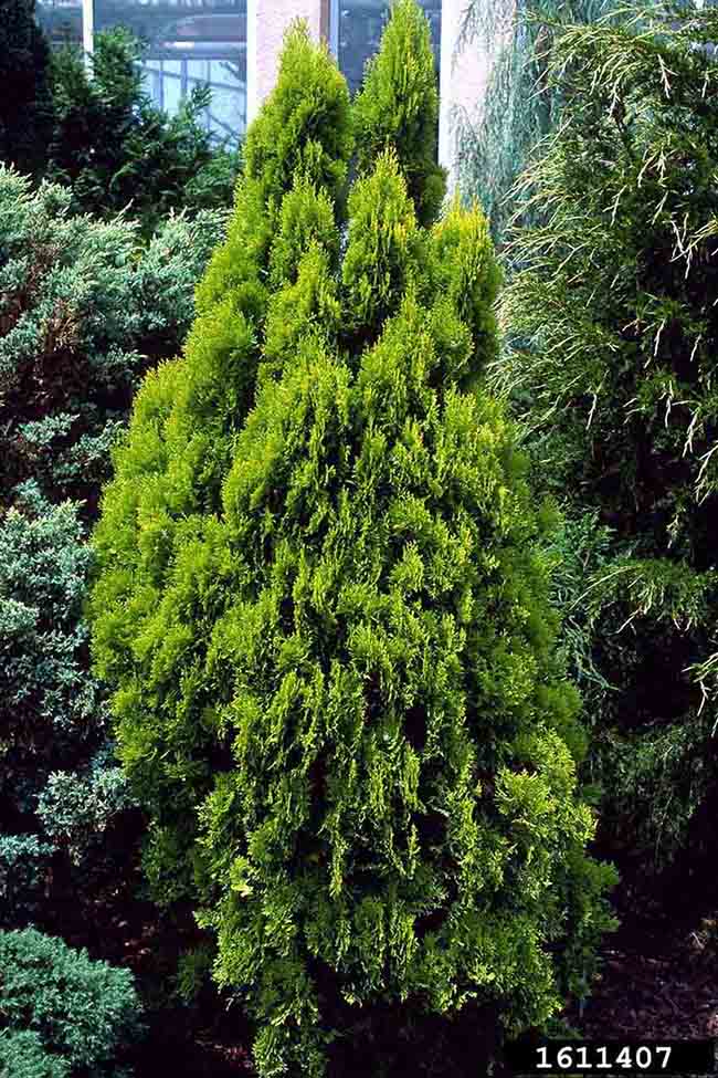 Oriental arborvitae cultivar