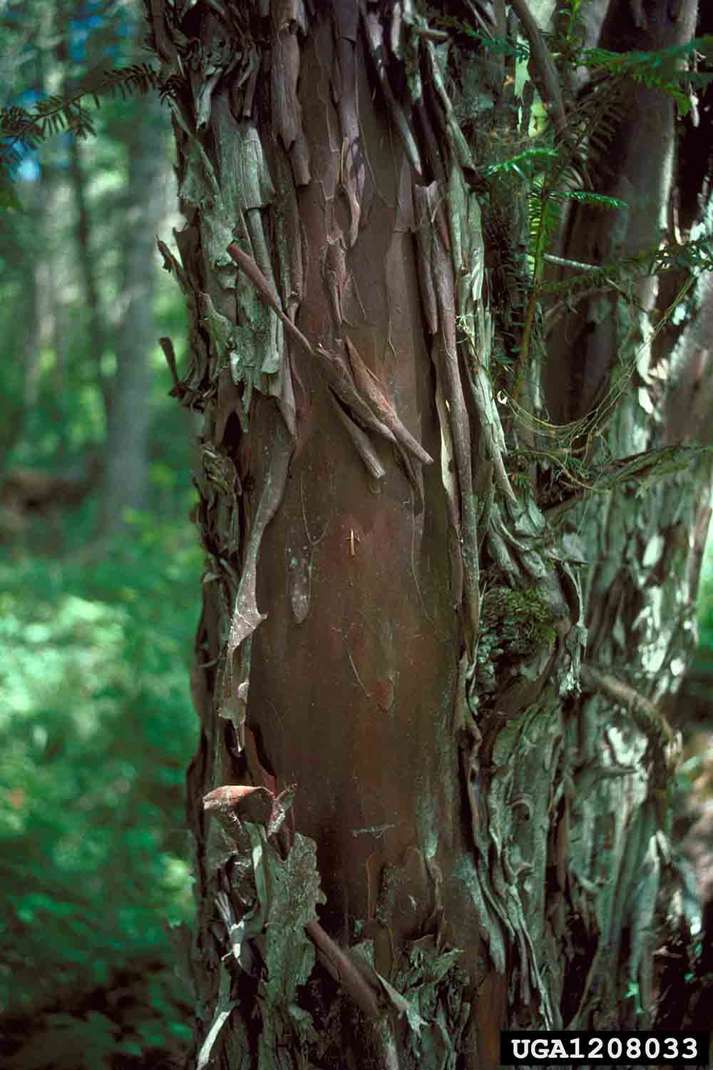 Pacific yew bark and foliage