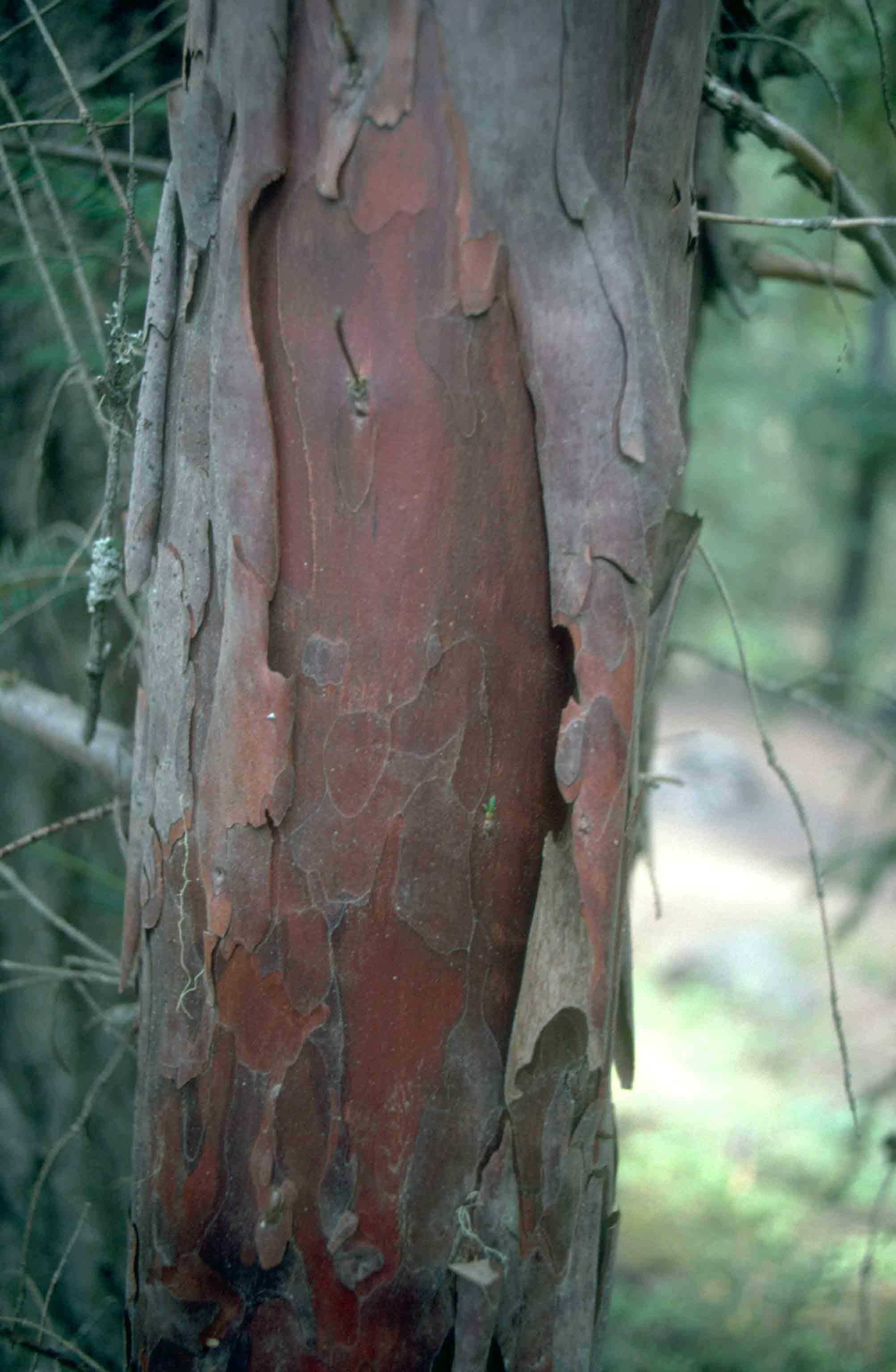 Pacific yew bark