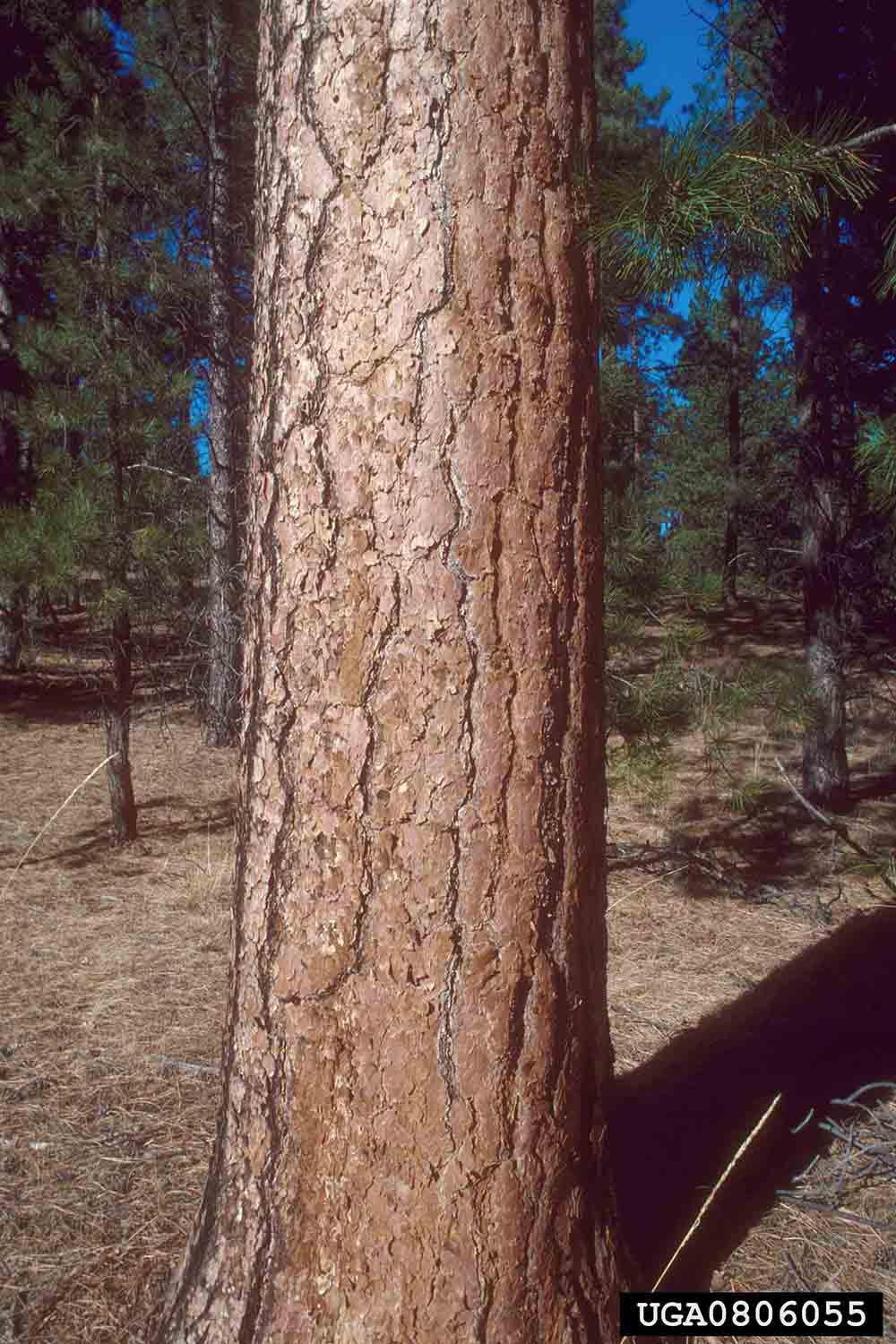Ponderosa pine bark on trunk