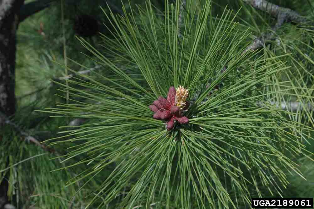 Ponderosa pine cones