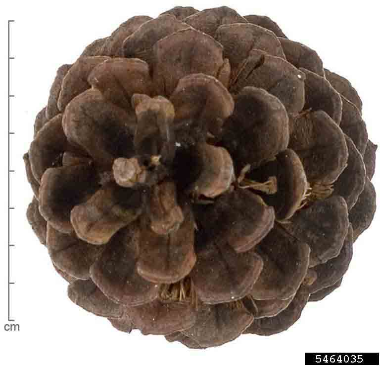 Ponderosa pine cone, from top