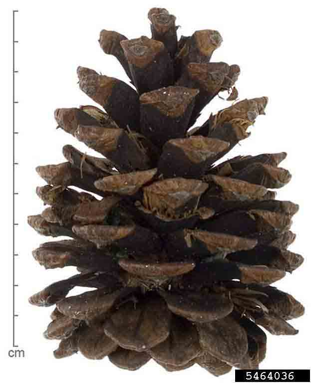 Ponderosa pine cone