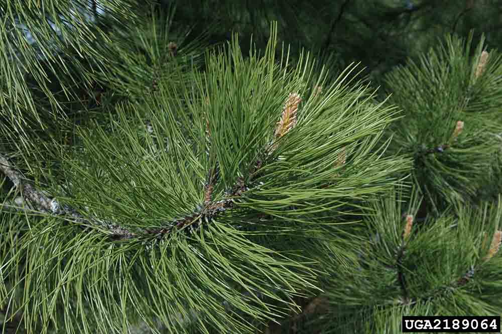 Ponderosa pine foliage, 5"-10" long