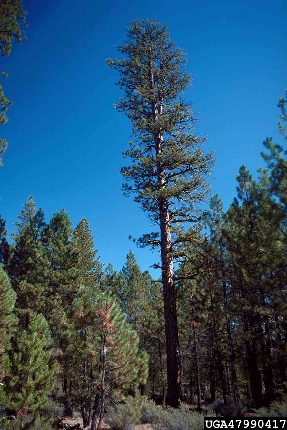 Ponderosa pine tree
