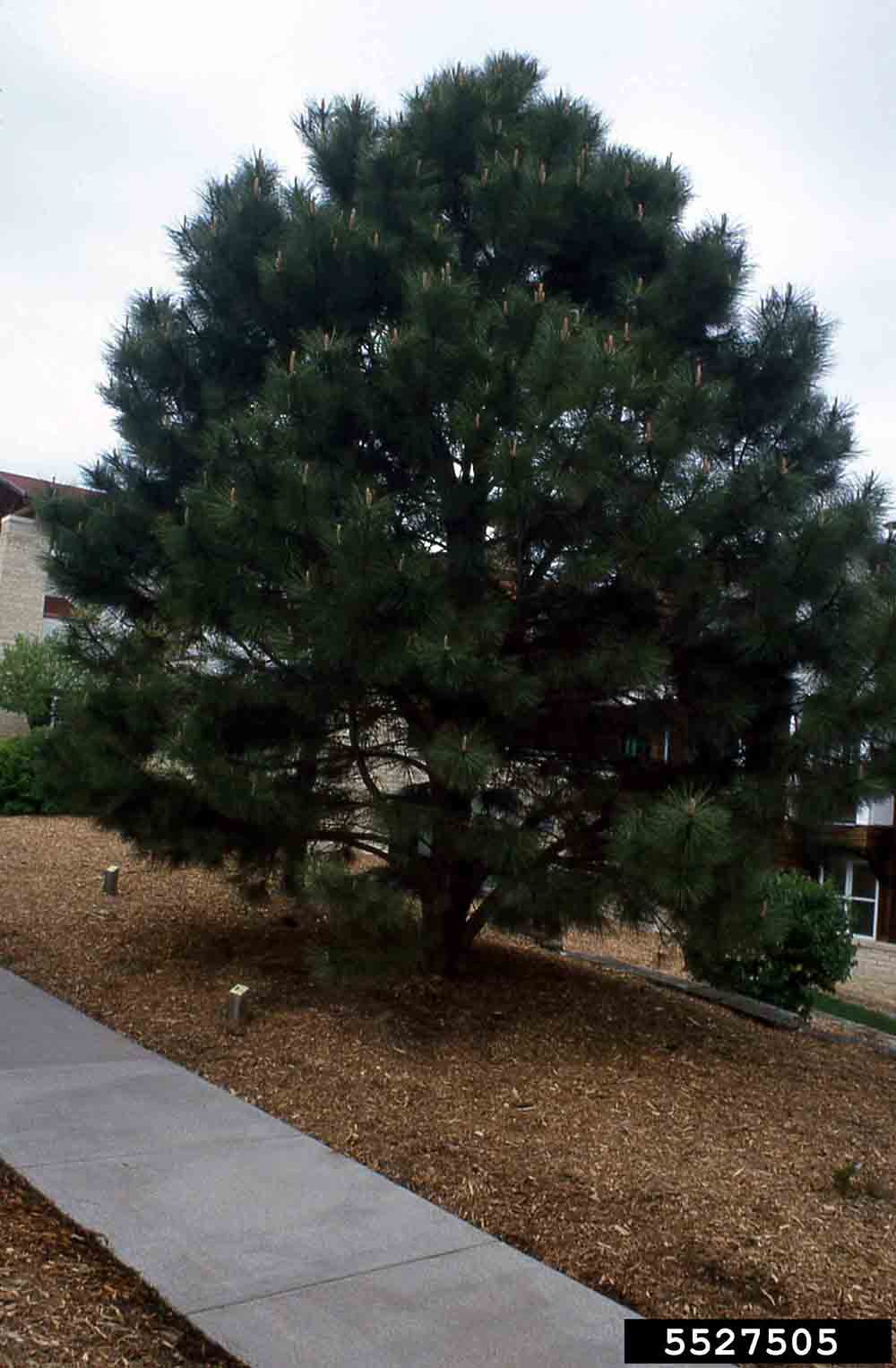 Ponderosa pine tree