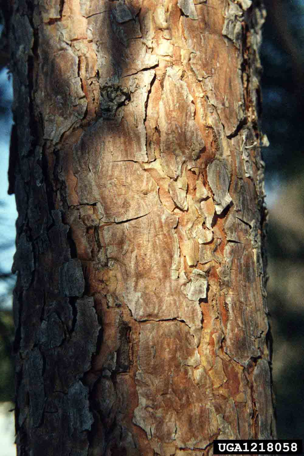 Scotch pine bark on trunk