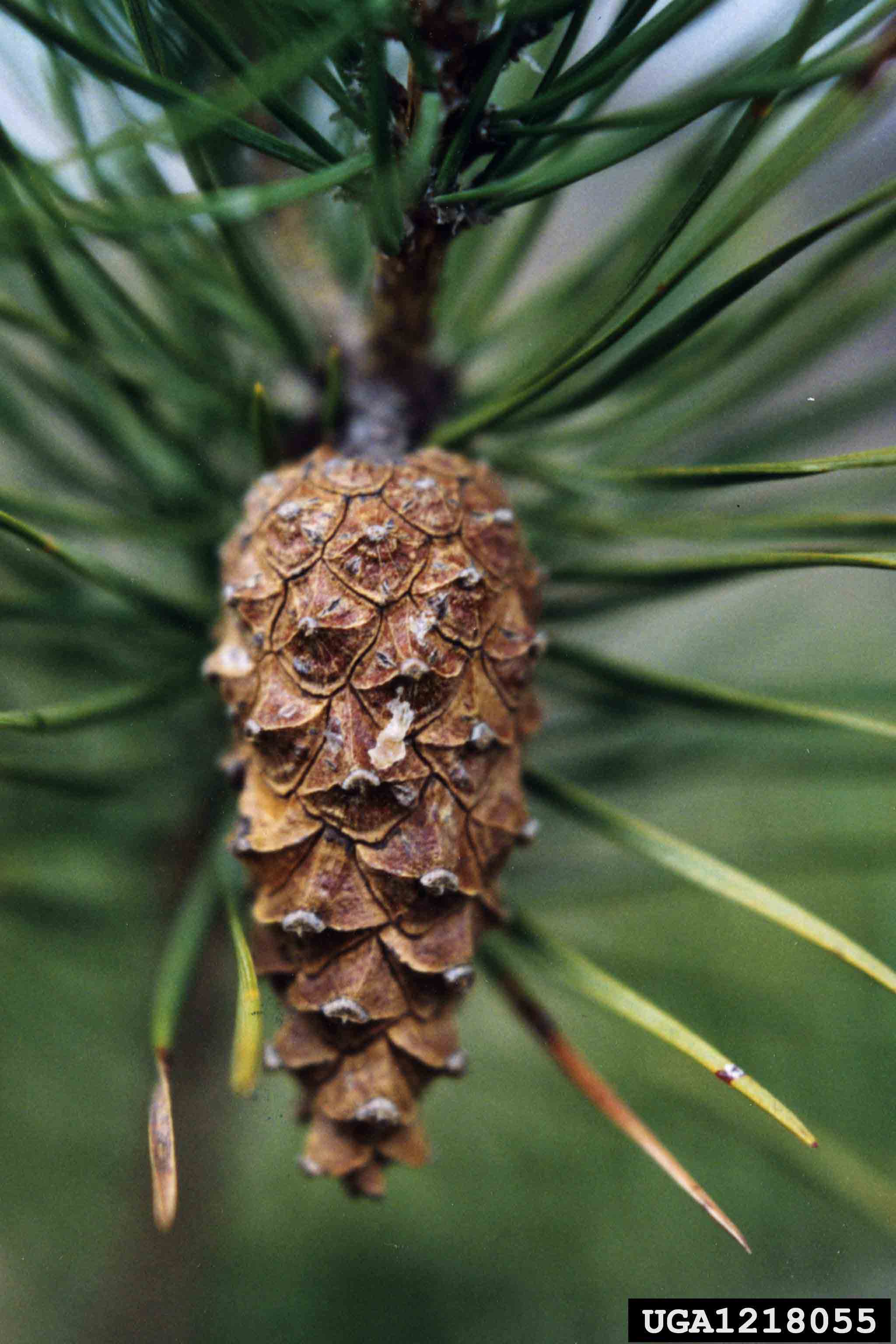 Scotch pine cone, 3" long