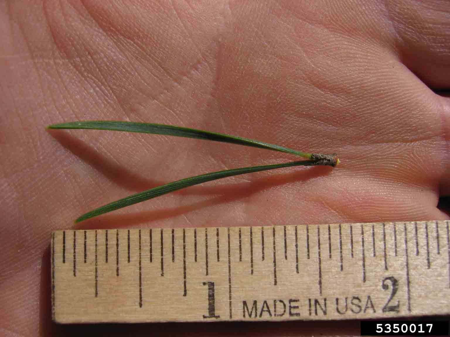 Scotch pine needles