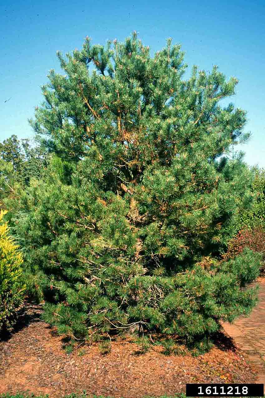 Scotch pine tree