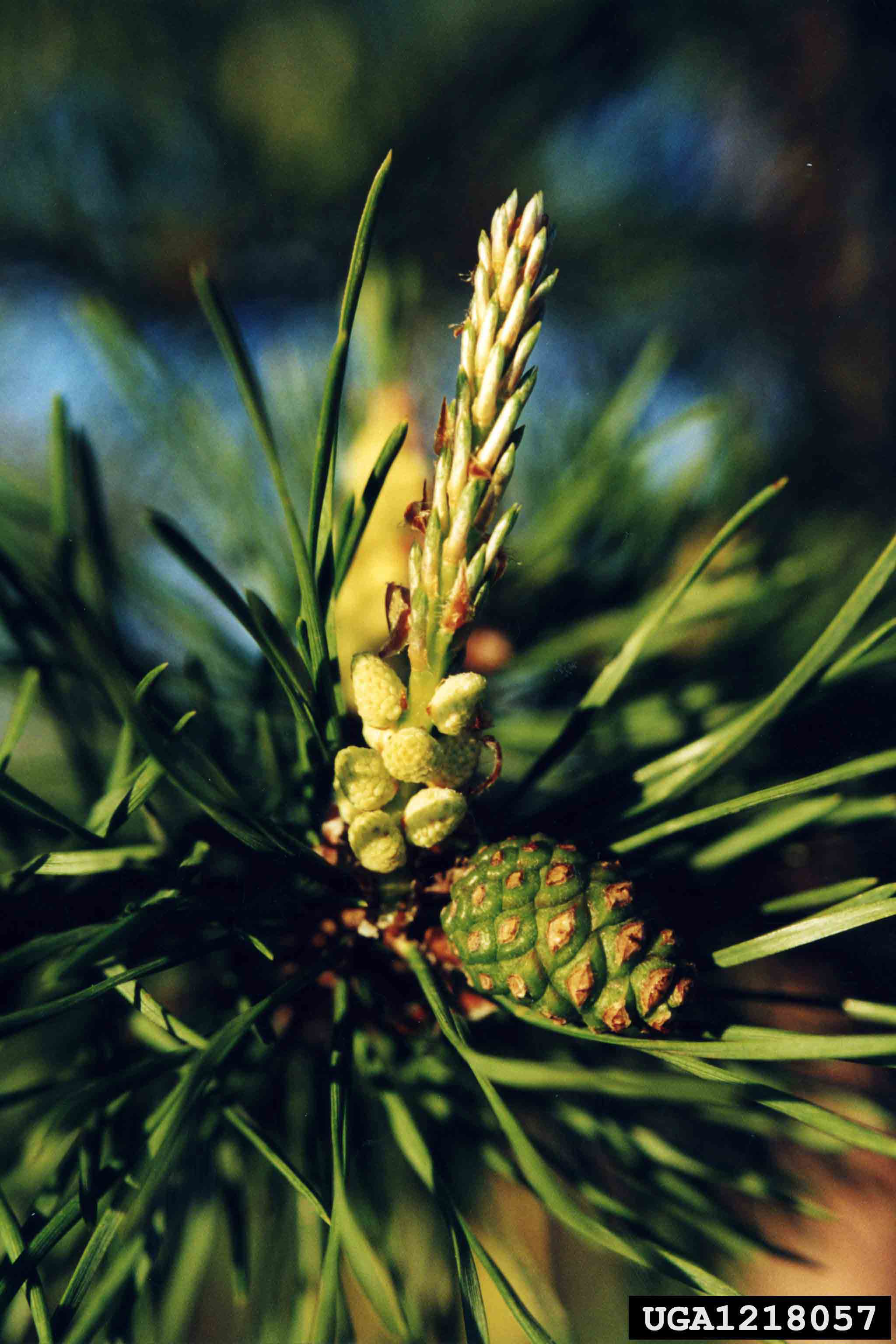 Scotch pine cones and foliage