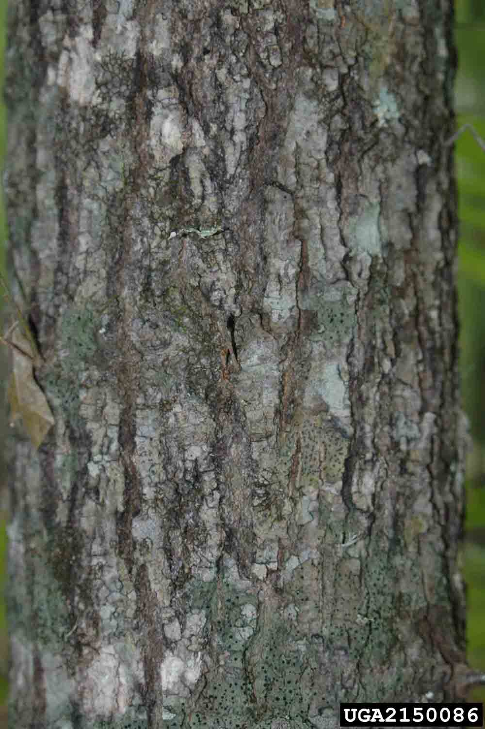 Shumard oak bark on trunk