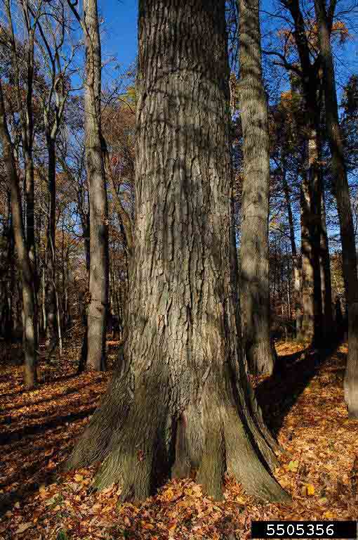 Shumard oak bark on mature tree