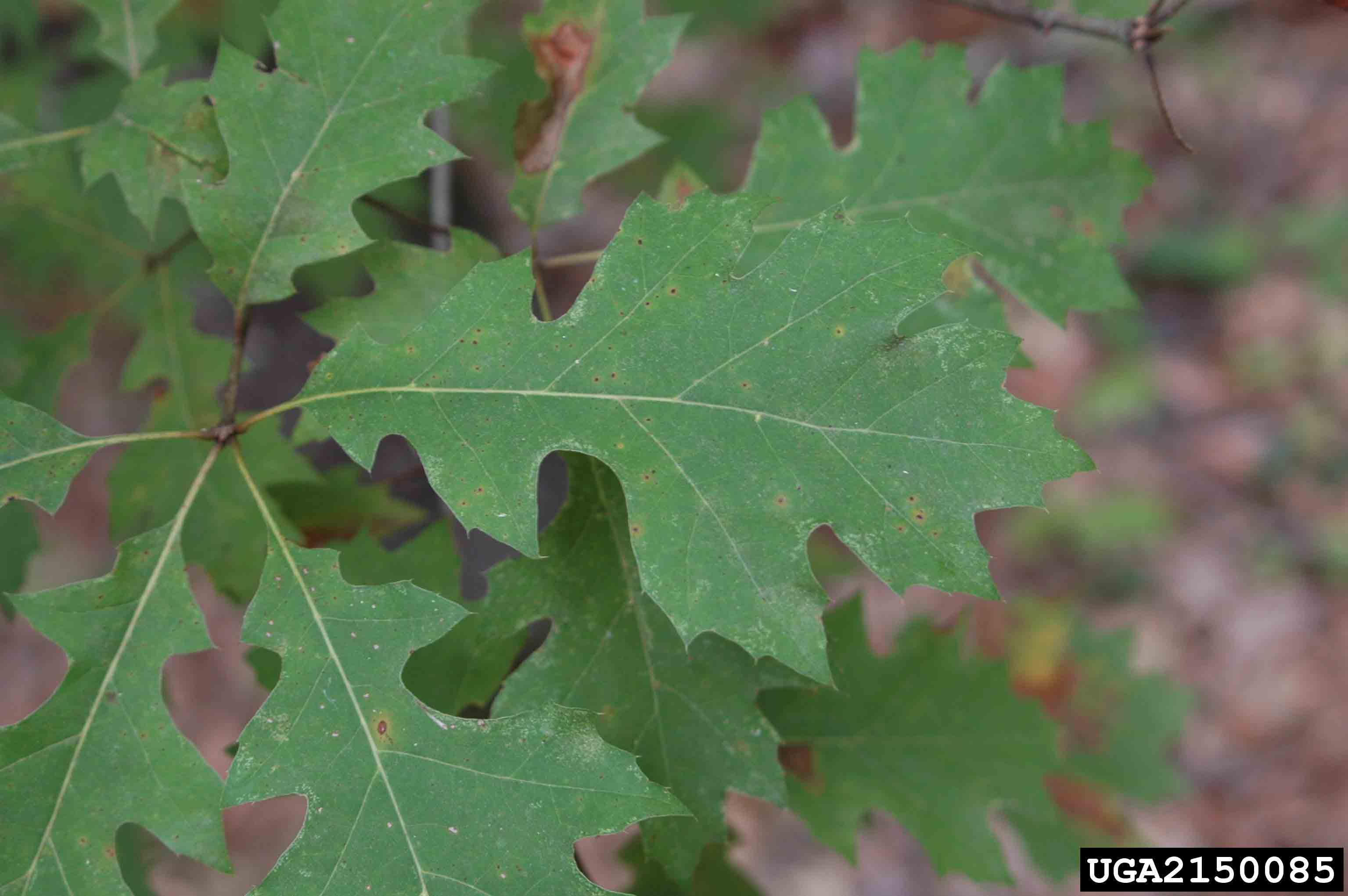 Shumard oak leaf, showing lobes and bristles on the tips