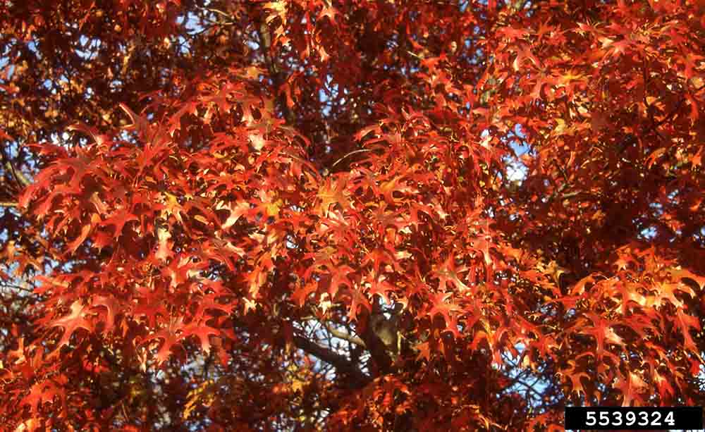 Shumard oak foliage, fall