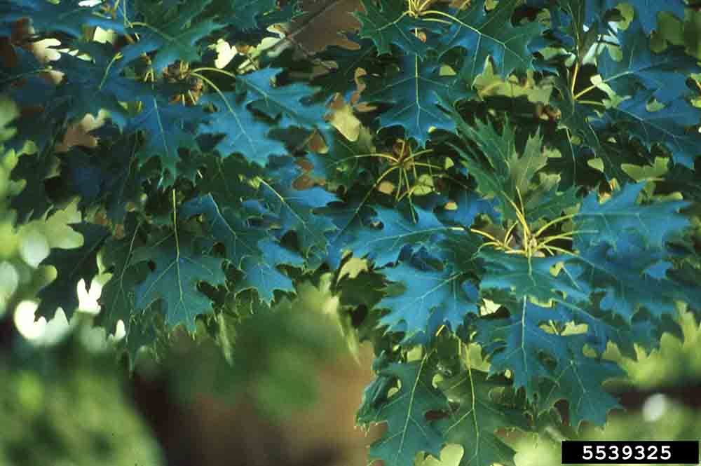 Shumard oak foliage, summer