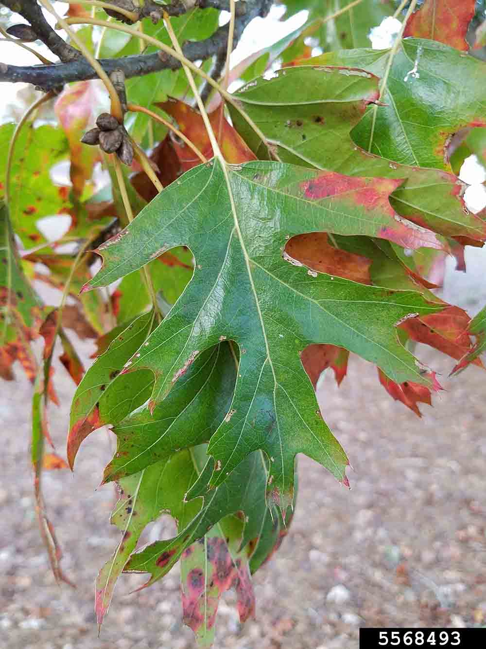 Shumard oak leaf, showing lobes and bristles on the tips