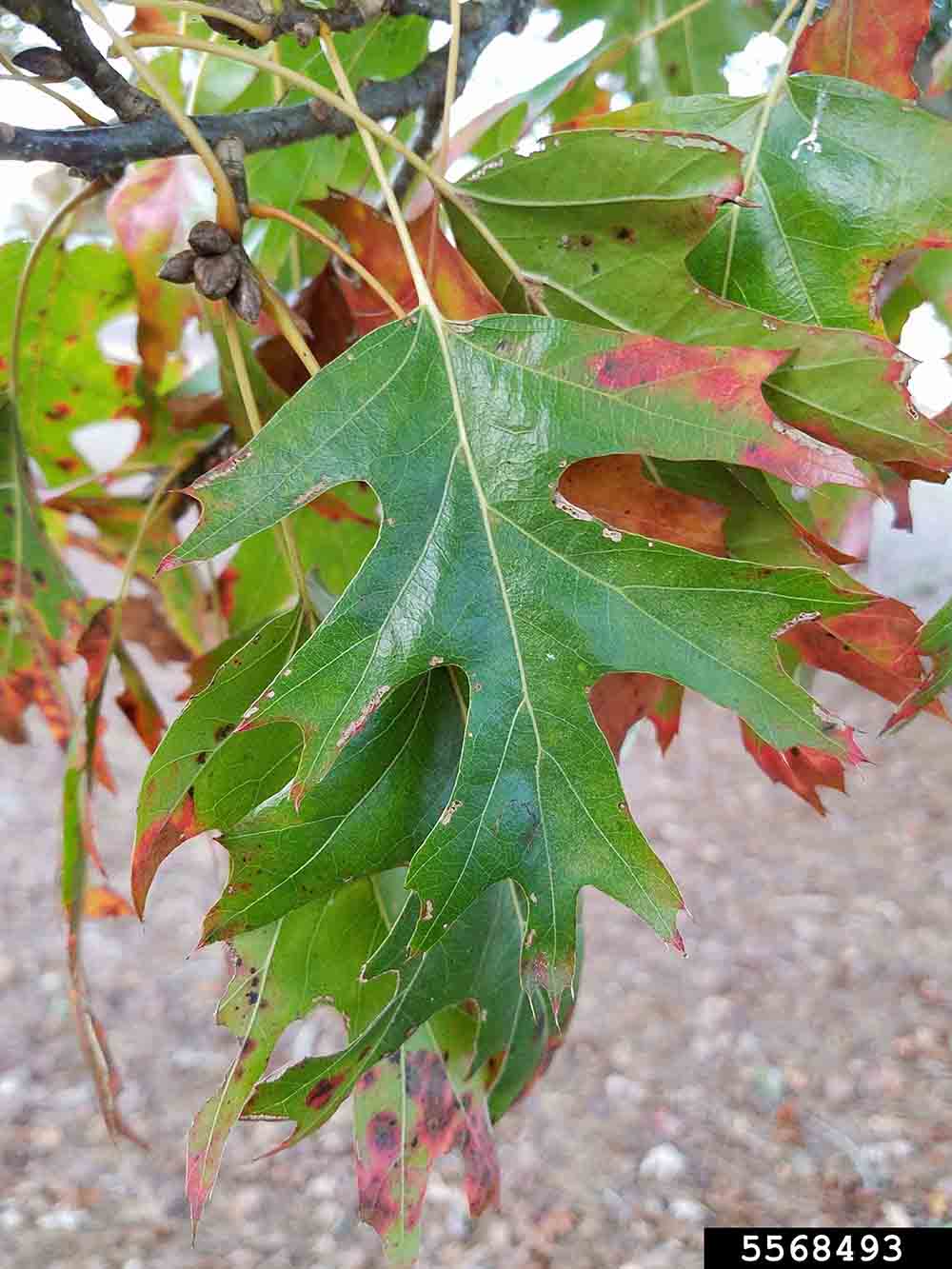 Shumard oak leaf, showing lobes and bristles on the tips